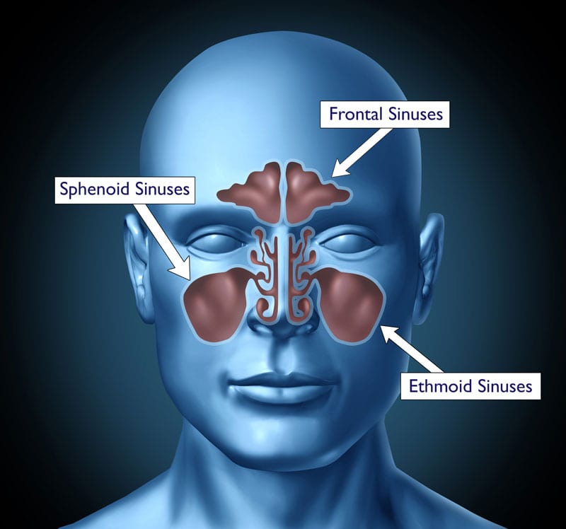 sinus-diagram-sinus-relief-sinusitis-sinus-problems