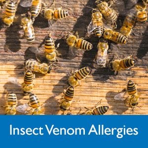 Insect venom allergies