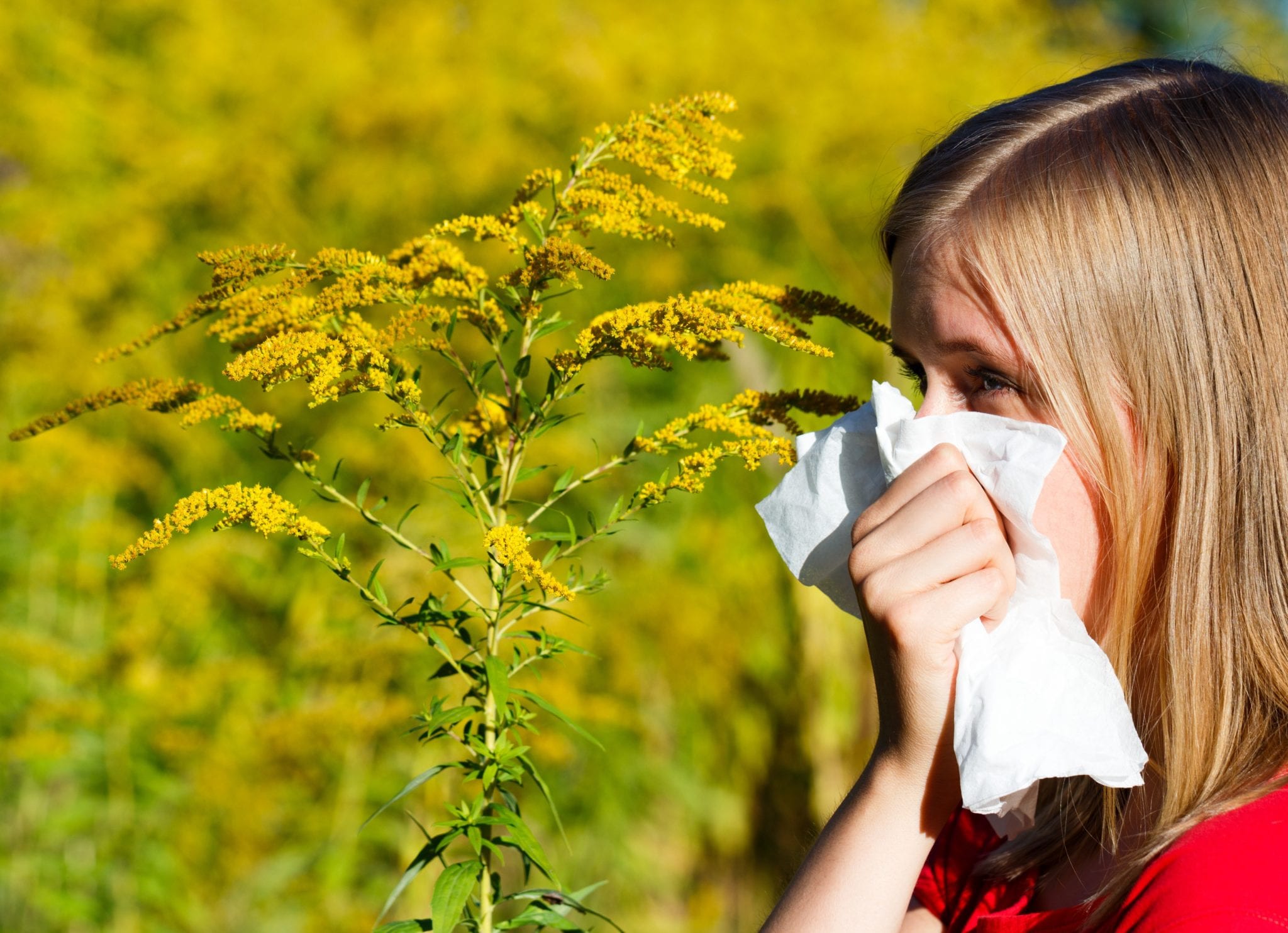 Fall Allergies Ragweed Baz Allergy Asthma And Sinus Center