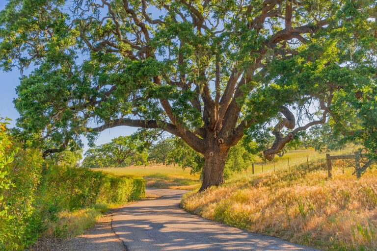Understanding Oak Allergies in the Central Valley Symptoms, Triggers