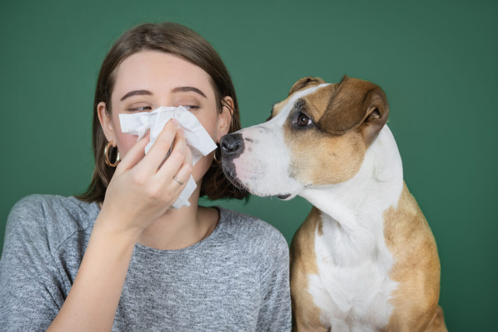 Good dogs for people with allergies