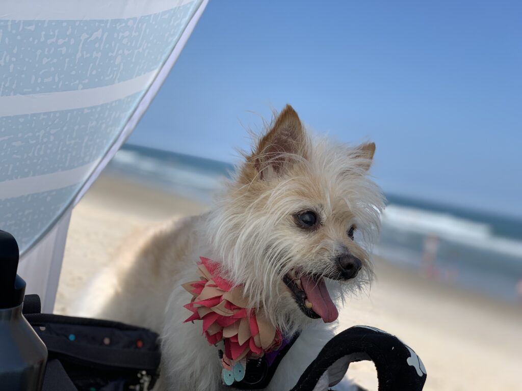 Managing pet allergies