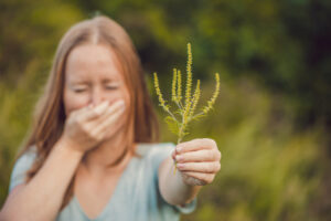 ragweed allergies