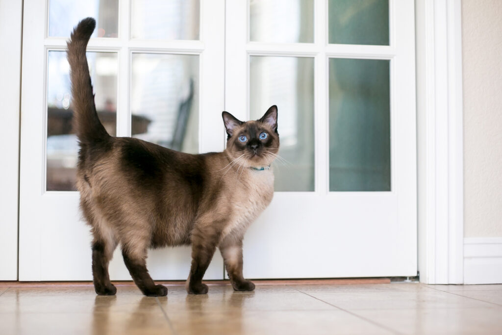 cat breeds for allergies